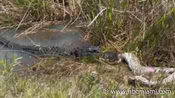 Gator Seen Chomping Down on Massive Python in Florida Everglades