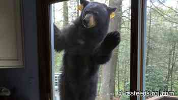 Voracious mosquitos and hungry bears: What to expect around Tahoe this spring and summer