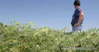 Growers explore planting options for year ahead