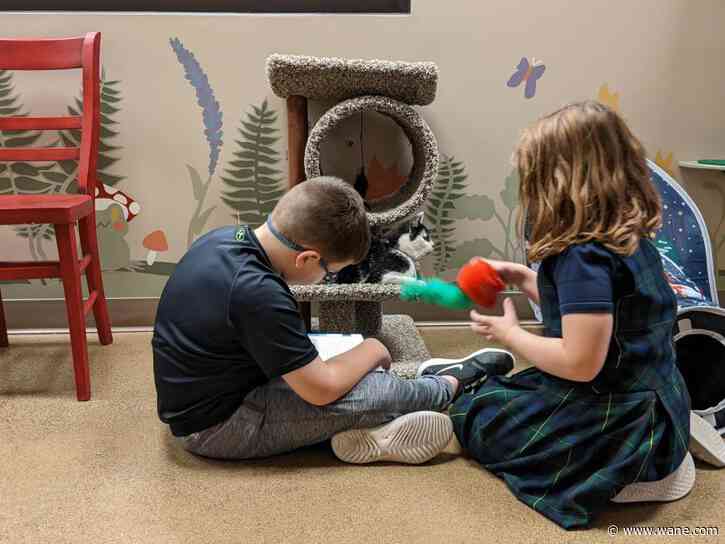 Read to cats at Black Forest Cat Café