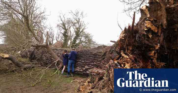 Country diary: A family friend, queen of the skyline, has toppled | Nic Wilson