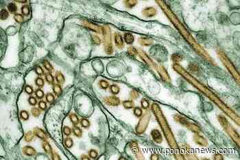 Pet dog infected with avian flu but risk to public is low, federal government says