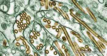 Dog in Ontario contracts avian flu from wild goose, dies in rare case