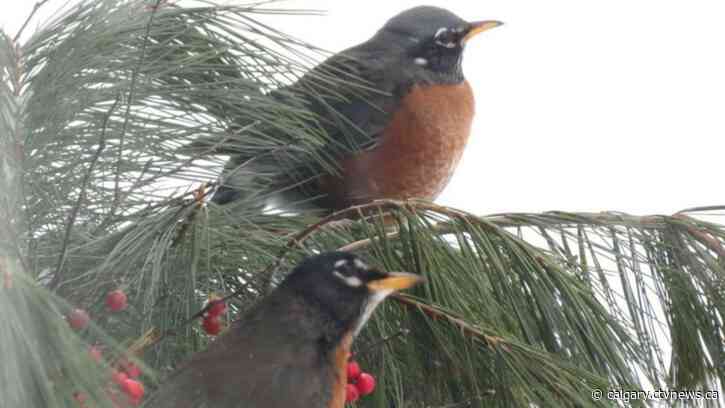 Simple steps can prevent bird deaths during coming spring migration: Experts