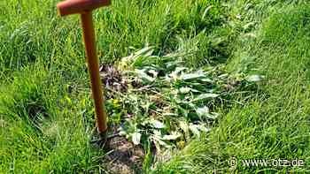 Freiwillige stechen wieder Zackenschötchen im Saale-Holzland aus