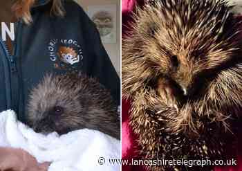 'Cruel youths' throw sick hedgehog 6 feet in heartless attack