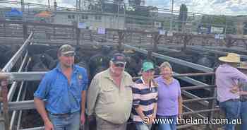 Weaner steers at Cooma sold to $1590