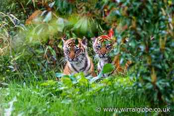 WATCH: Tiger cubs come out to play at Chester Zoo