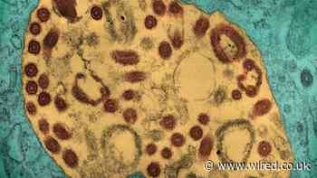 A Deadly Cousin of Ebola Has Flared Up in Africa