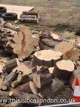 Birds 'may have been harmed' as Haringey Council felled trees