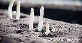 Endlich wieder Spargel!