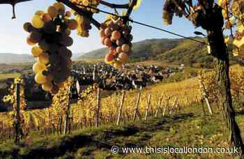Wine: Alsace, a fascinating region with consistent quality