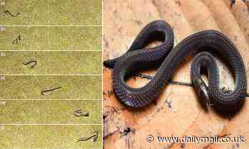 The gymnasssts of the animal kingdom! Incredible footage reveals how some snakes perform CARTWHEELS
