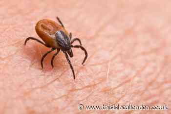 Warning 'deadly' tick-borne virus is likely to be in the UK