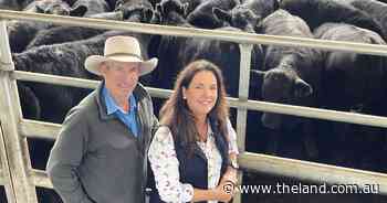 Armidale Angus heifers to $1908