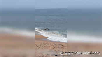 Two Deer Spotted Swimming in Ocean Waters North of Daytona Beach