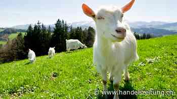 Bundesrat lässt einheimische Nutztierrassen fördern