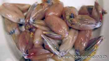 Bundesrat will Deklaration für Froschschenkel und Stopfleber