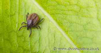 Potentially deadly tick-borne virus 'likely' to be in UK after first case detected