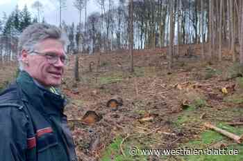 Der Wald im Stemweder Berg leidet