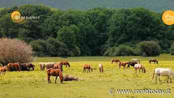Un vero allevamento di cavalli ai Castelli Romani, l'evento