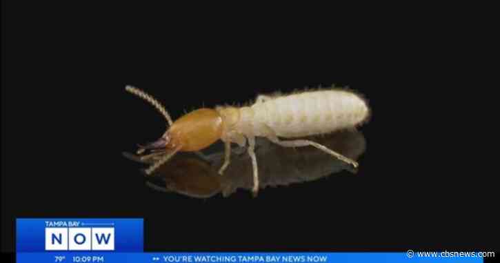 Invasive Asian Subterranean Termites discovered in Tampa Bay region for first time