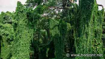 Klimaschutz-Label: Aus "klimaneutral" wird "Climatepartner-zertifiziert"