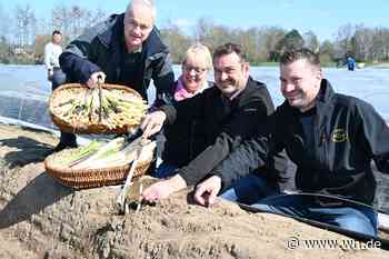 Das erste Kaisergemüse ist erntereif