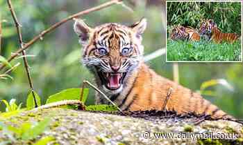 Rare Sumatran tiger cub TWINS emerge from their den at Chester Zoo for the first time 