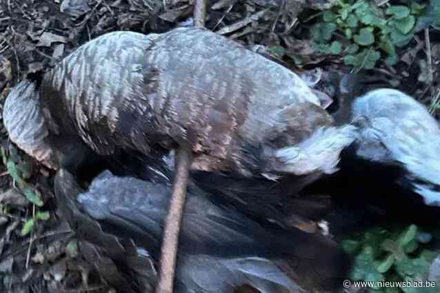 Werd Canadese gans opzettelijk doorboord met tak?