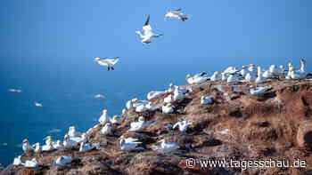 Experten machen Vorschläge um Vogelgrippe im Wattenmeer einzudämmen