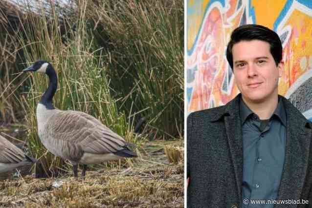 Canadese gans doorboord met tak: “We weten niet of het dier toen al dood was”