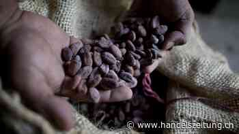 Kakao ohne Kinderarbeit – kann das gehen?