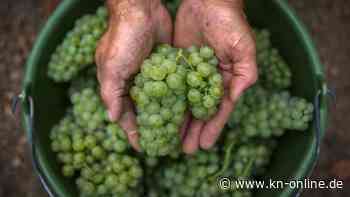 Deutscher Wein: Wie der Klimawandel dem deutschen Wein hilft