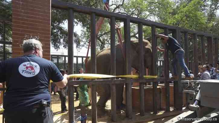 Foreign veterinarians save sick elephant at Pakistani zoo