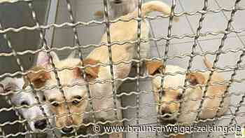 Wieder Welpen ausgesetzt – diesmal in Essinghausen