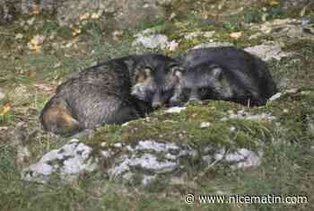 Covid-19: après la chauve-souris et le pangolin, la piste du chien viverrin à l'origine du virus