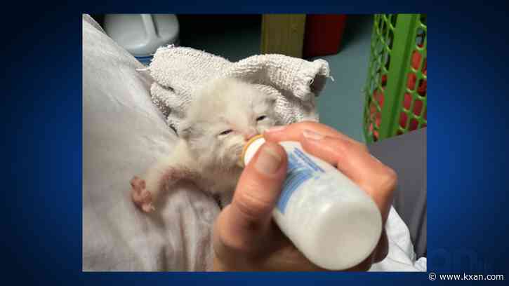 Austin Pets Alive! seeks fosters, 'bottle baby' volunteers during busy start to 'kitten season'