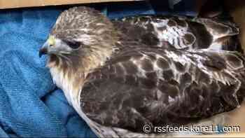 Raptor Center reports first confirmed case of avian influenza