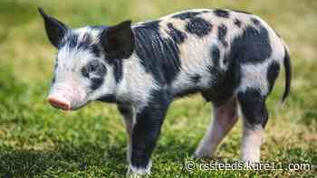 Saints introduce 'Mud Grant,' 2023 ball pig