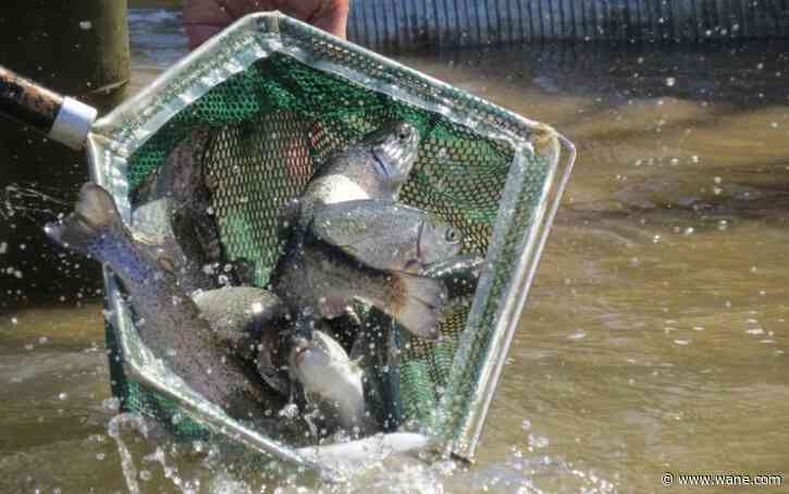 Where can Hoosiers fish for trout?