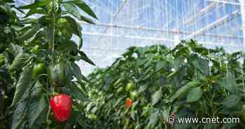 No. GMOs Don't Cause Cancer and 17 Other Health Myths You Can Stop Believing     - CNET