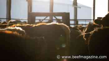 New restrictions for cattle producers on horizon