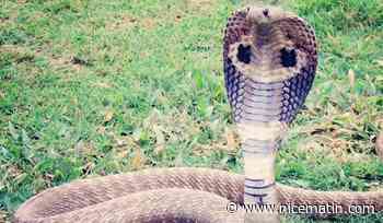 "Je l'ai vu replacer sa tête sous mon siège": en plein vol au-dessus de l'Afrique du Sud, un pilote découvre un cobra à ses pieds