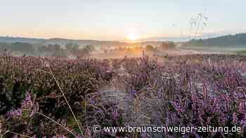 Lüneburger Heide mit Tourismusrekord