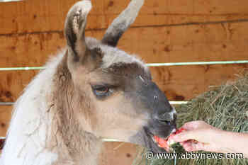 Llama Sanctuary finds last-minute Shuswap home following eviction