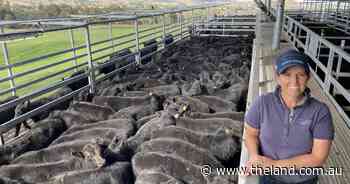 Rain renews the NSW weaner market