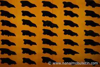 Scientists confirm first Canadian fossil of Ice Age predator the dire wolf