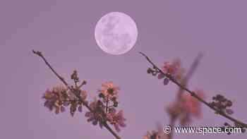 Pink Moon rises overnight tonight! Watch April's full moon live in a free webcast