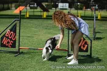 B.C. woman ordered to give dog back to ex after ‘sharing ownership’ falls apart